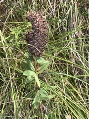 Trifolium rubens