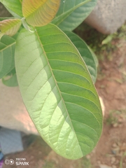Psidium