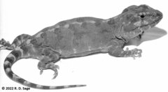 Diplolaemus leopardinus
