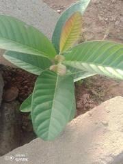 Psidium