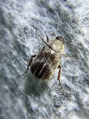 Isonychus arizonensis