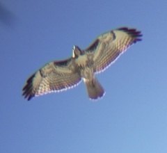 Buteo jamaicensis