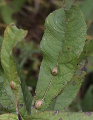 Neolasioptera vernoniae