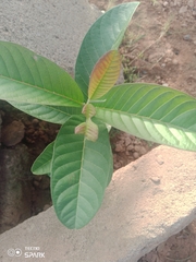 Psidium