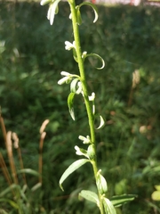 Campanula rapunculoides