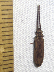 Tenomerga cinerea