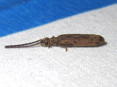 Tenomerga cinerea