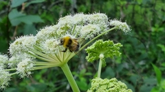 Bombus lucorum