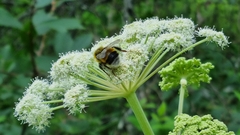 Bombus lucorum