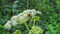 Bombus lucorum