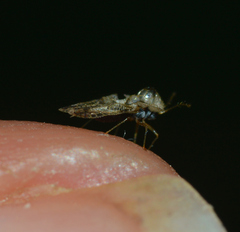 Corythucha juglandis