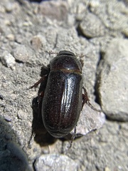 Phyllophaga bilobatata