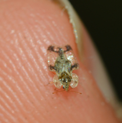 Corythucha juglandis