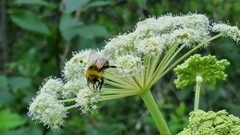 Bombus lucorum