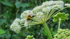 Bombus lucorum