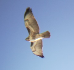 Buteo jamaicensis