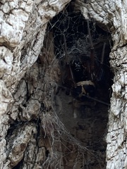 Steatoda nobilis