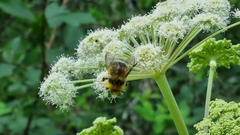 Bombus lucorum