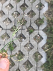 Eragrostis multicaulis