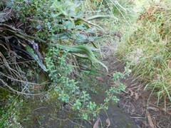 Valeriana microphylla