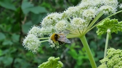 Bombus lucorum