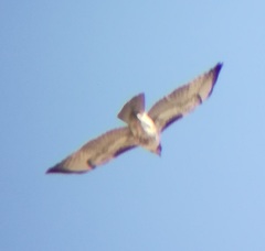Buteo jamaicensis
