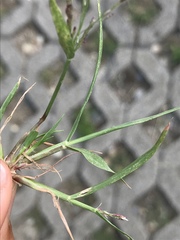 Eragrostis multicaulis