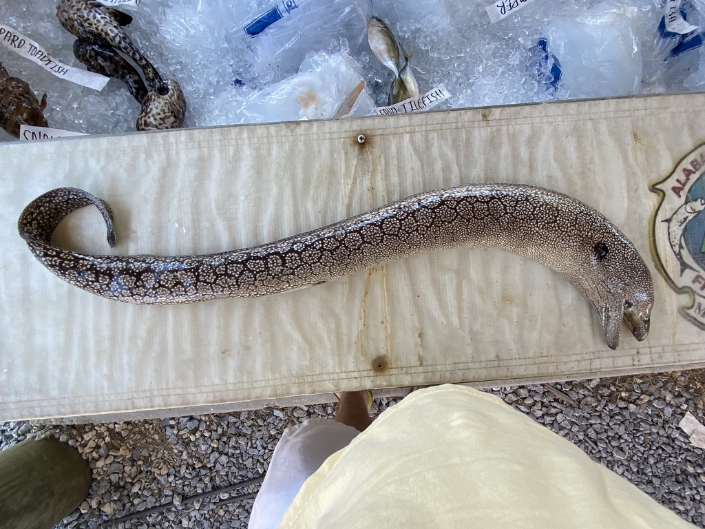Moray eel (Muraena retifera) — Muraenidae