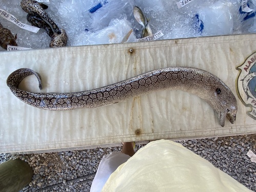 Moray eel (Muraena retifera) — Muraenidae