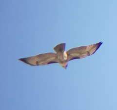 Buteo jamaicensis