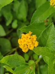 Lantana depressa