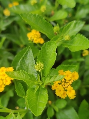 Lantana depressa
