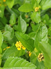 Lantana depressa
