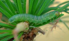 Pristiphora wesmaeli