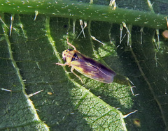 Macrosteles variatus