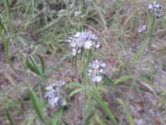 Haumaniastrum katangense