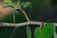 Crataegus tracyi
