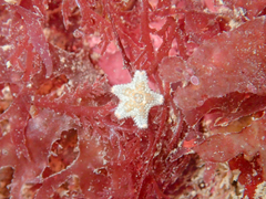 Asterina phylactica