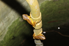 Polypedates cruciger