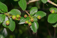 Crataegus tracyi