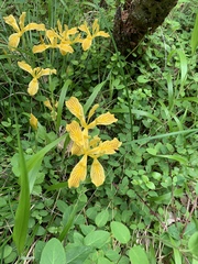 Iris innominata