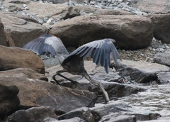 Ardea herodias