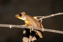 Polypedates cruciger