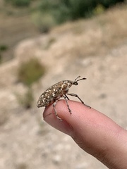 Leucomigus tesselatus