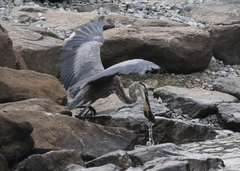Ardea herodias