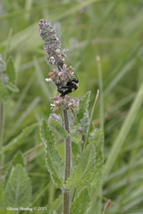 Bombus crotchii
