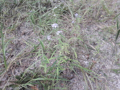 Haumaniastrum katangense