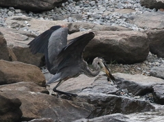 Ardea herodias