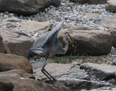 Ardea herodias