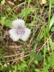 Calochortus elegans